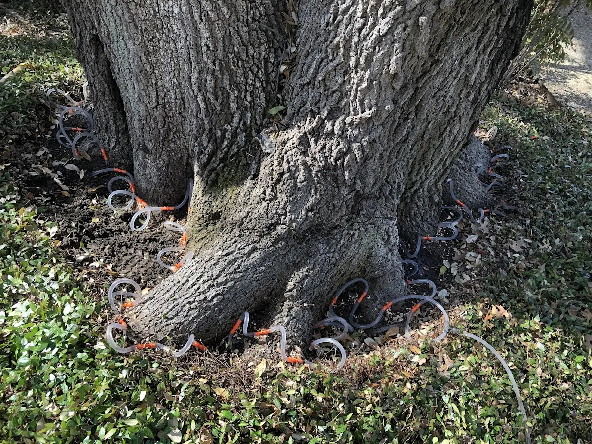 Detailed Tree Cabling and Bracing job site in Hannacroix