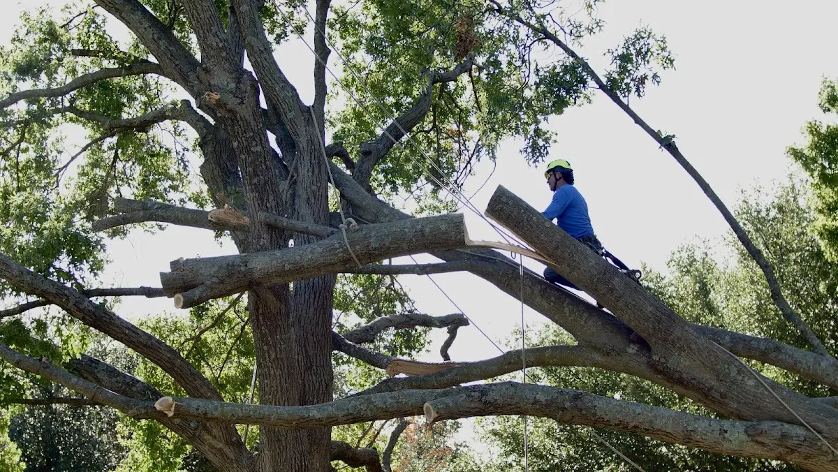 Professional Crown Thinning performed by certified arborists in Hannacroix