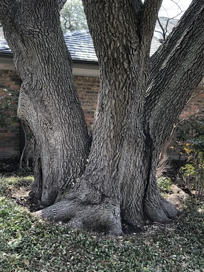 Mature heritage tree close to a Hannacroix property cared for by certified arborists